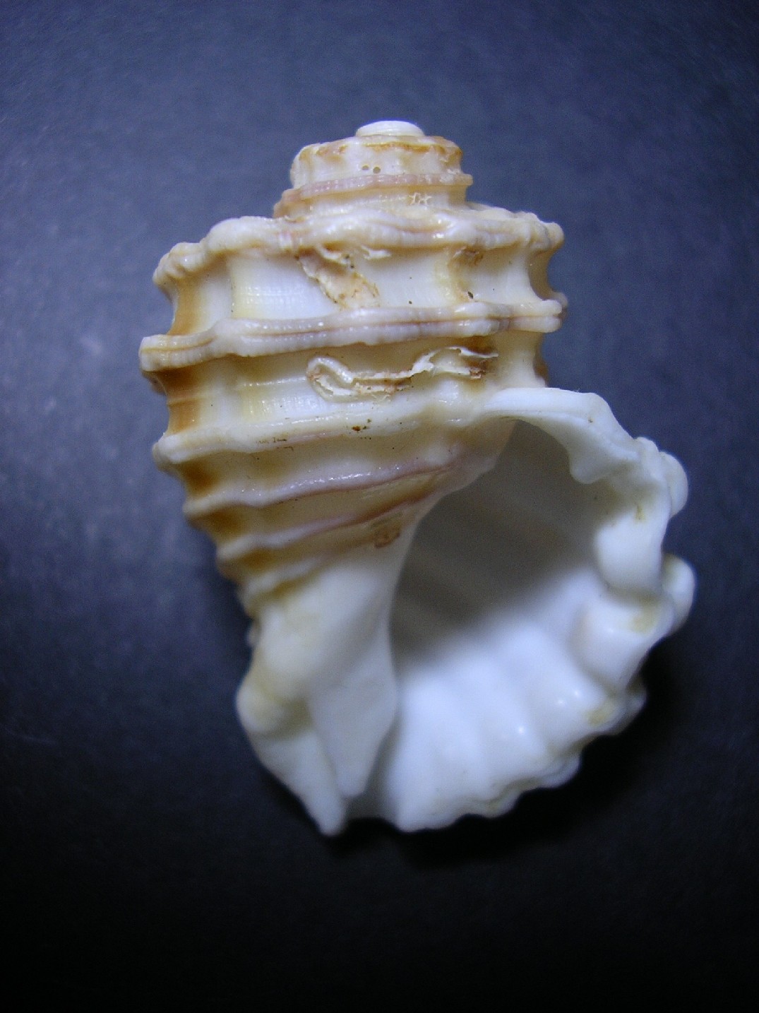 cymatium esotico?